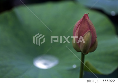 「蓮」の写真素材 「蓮」の写真素材