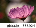 コスモス