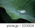 蓮とトンボ