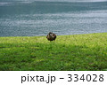 かも