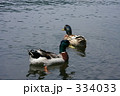 鴨が泳ぐ
