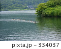 鴨が向かってくるよ