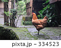 薩摩鶏