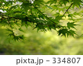 モミジの若葉