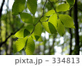 ブナの森