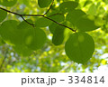 カツラの新葉