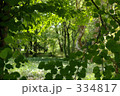 新緑の森