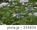 素材ナンバー 334834 : 「無題」