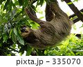 ナマケモノ