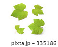 ぶどうの葉