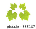 ぶどうの葉