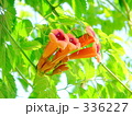 梅雨明け
