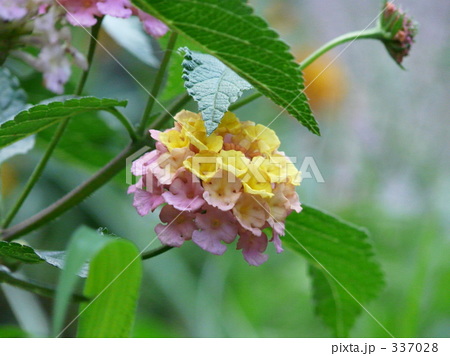 花 7月 相模原