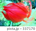 ねじれた赤い花