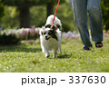 犬と散歩