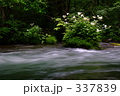 奥入瀬渓流と紫陽花