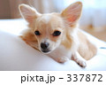 「ちーちゃん」の写真 [337872]