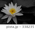 命の花