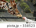 動物