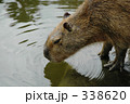 動物