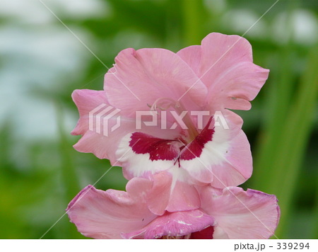 花 初夏 7月