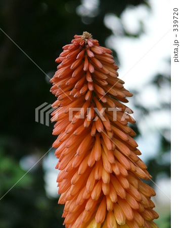 花 初夏 7月
