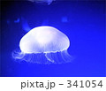 クラゲ