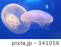 クラゲ