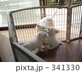 じゃれあい