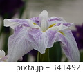 341492