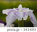 341493