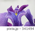 341494