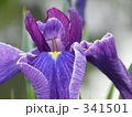 341501