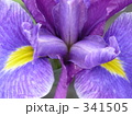 341505
