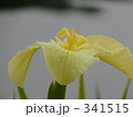 341515