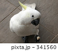 キバタン１
