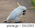 キバタン６