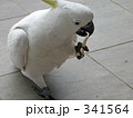 キバタン3 キバタン3