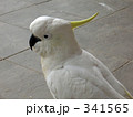 キバタン４