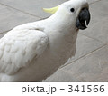 キバタン2