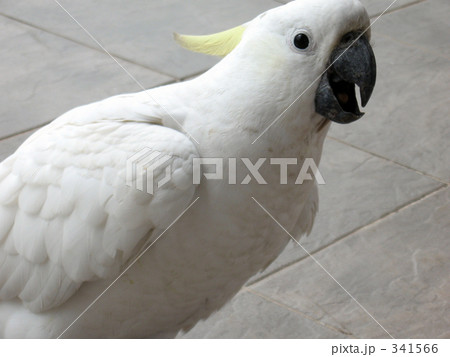 キバタン2 キバタン2