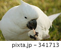 キバタン１２