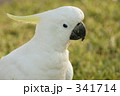 キバタン１１