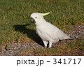 キバタン９