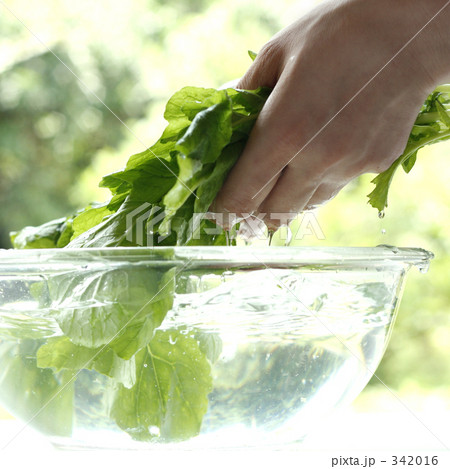 「野菜洗い」の写真素材 「野菜洗い」の写真素材