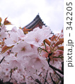 京都仁和寺の桜