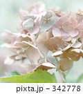 342778