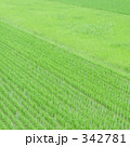 342781