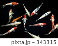 Japanese fish