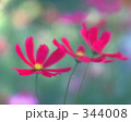 コスモス